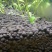 水草泥鱼缸底砂草缸造景套餐不浑水底沙垫底基肥免洗水草泥