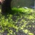水草泥鱼缸底砂草缸造景套餐不浑水底沙垫底基肥免洗水草泥
