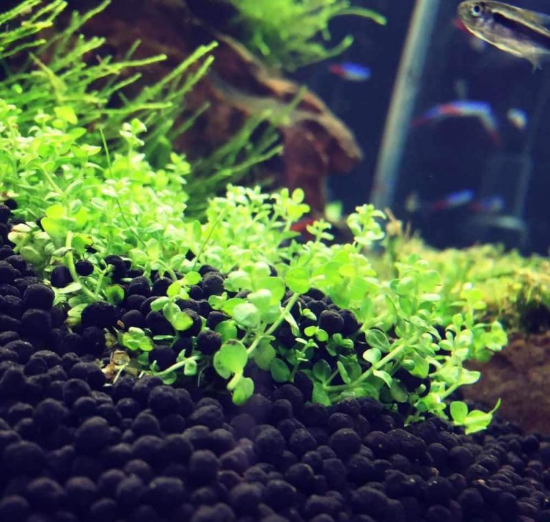 水草泥鱼缸底砂草缸造景套餐不浑水底沙垫底基肥免洗水草泥