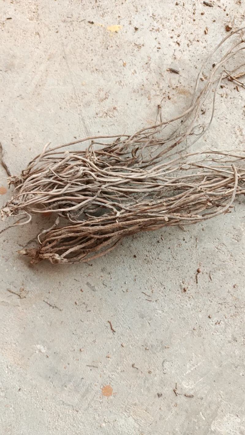 威灵仙