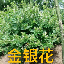 【请电联】金银花苗河北金银花苗各种中草药花卉批发价