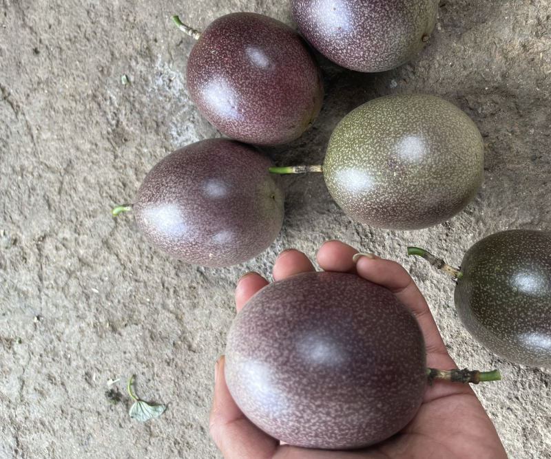 百香果台农精品大果皮色光泽有亮度口感非常不错👍