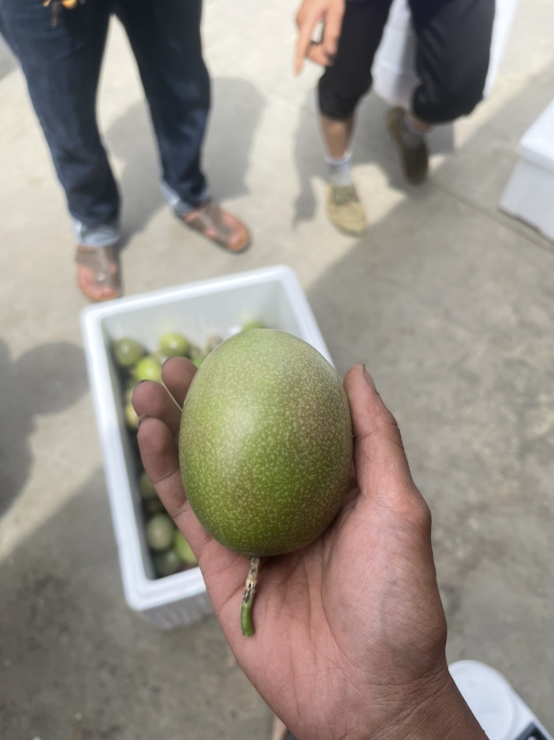 百香果台农精品大果皮色光泽有亮度口感非常不错👍
