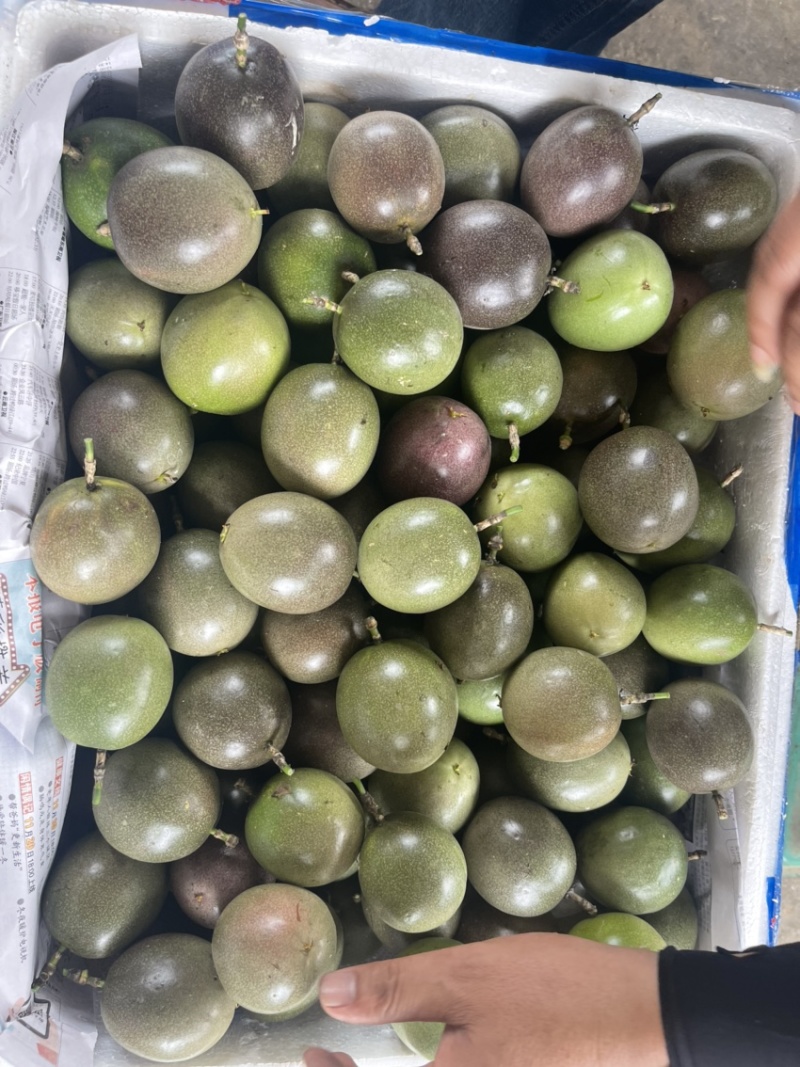 百香果台农精品大果皮色光泽有亮度口感非常不错👍