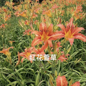 红花萱草苗各种中草药花卉一手货源基地直发代发全国