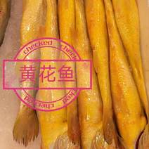 山东精品黄花鱼，产地一手货源，全国发货，欢迎进店选购