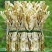 新货临安天目山笋干500g天然小竹笋250g纯农家笋干