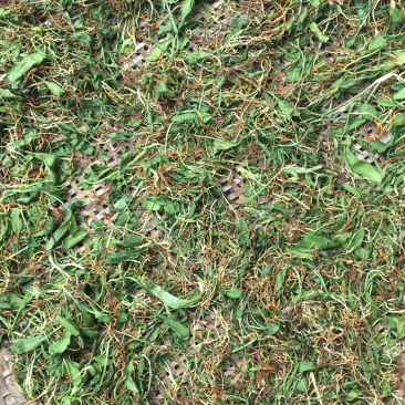 野生名贵中草药
