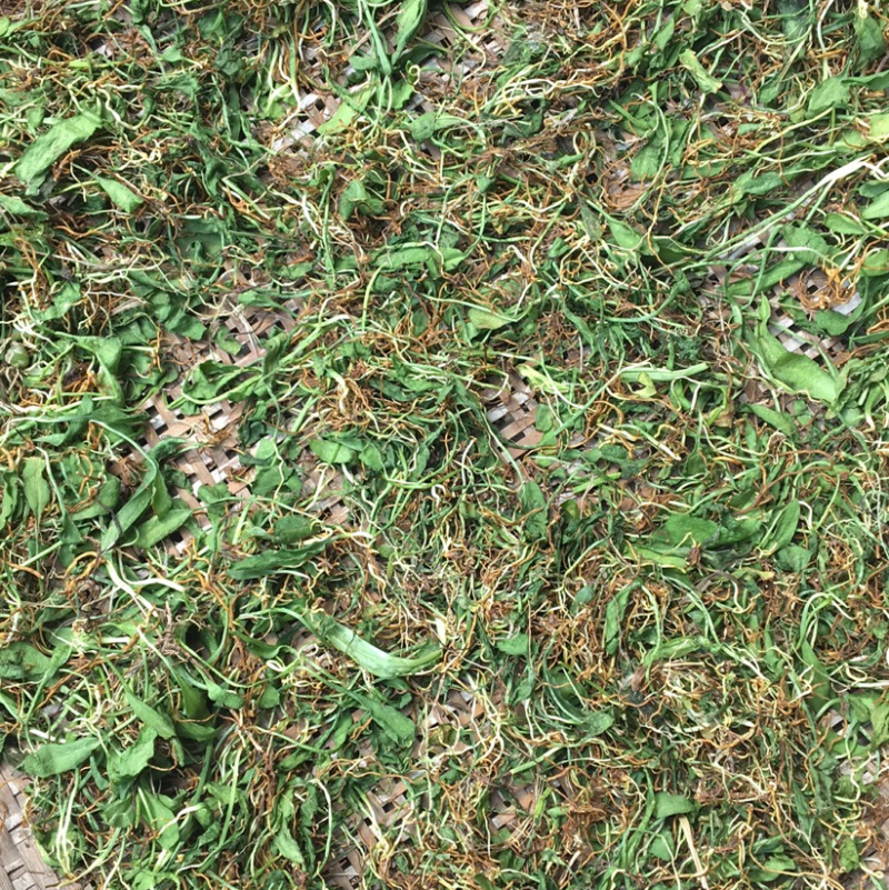 野生名贵中草药