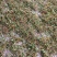 野生名贵中草药