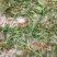 野生名贵中草药