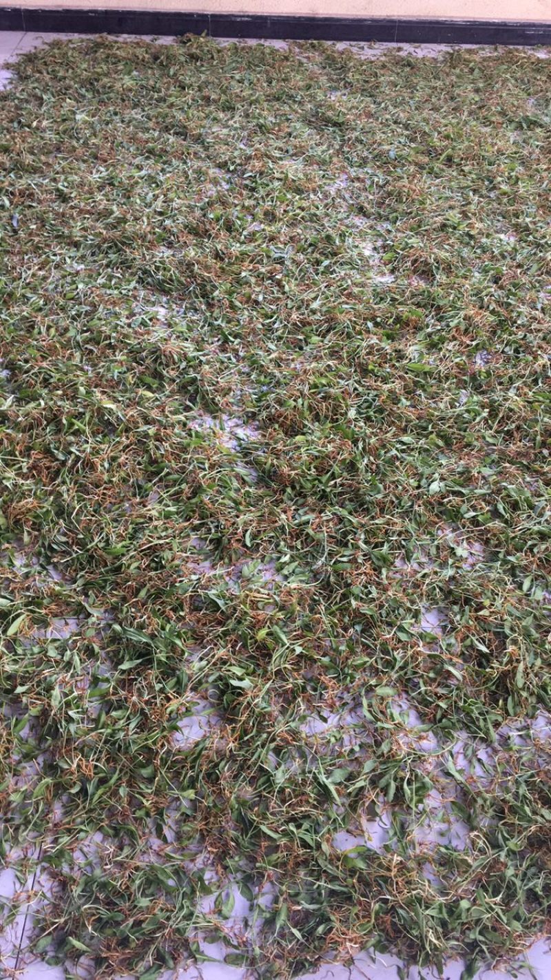 野生名贵中草药