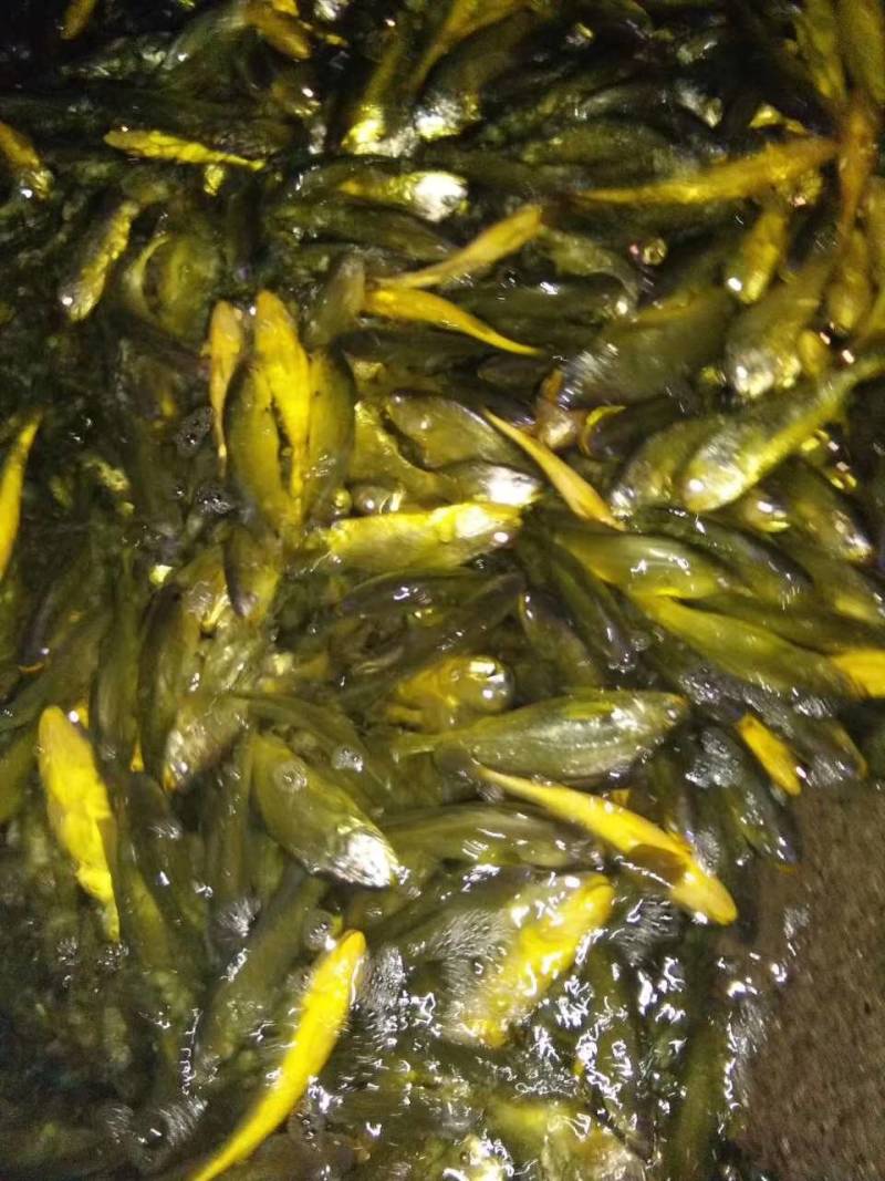 山东精品黄花鱼，产地一手货源，全国发货，欢迎进店选购