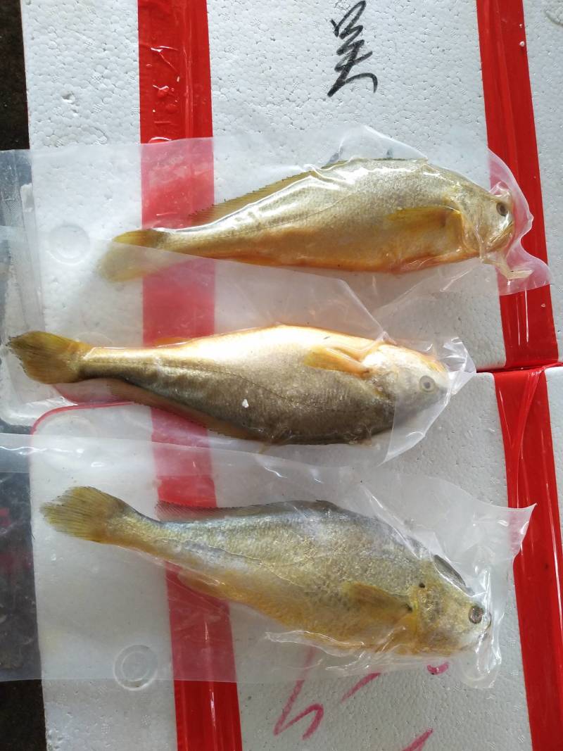 山东精品黄花鱼，产地一手货源，全国发货，欢迎进店选购