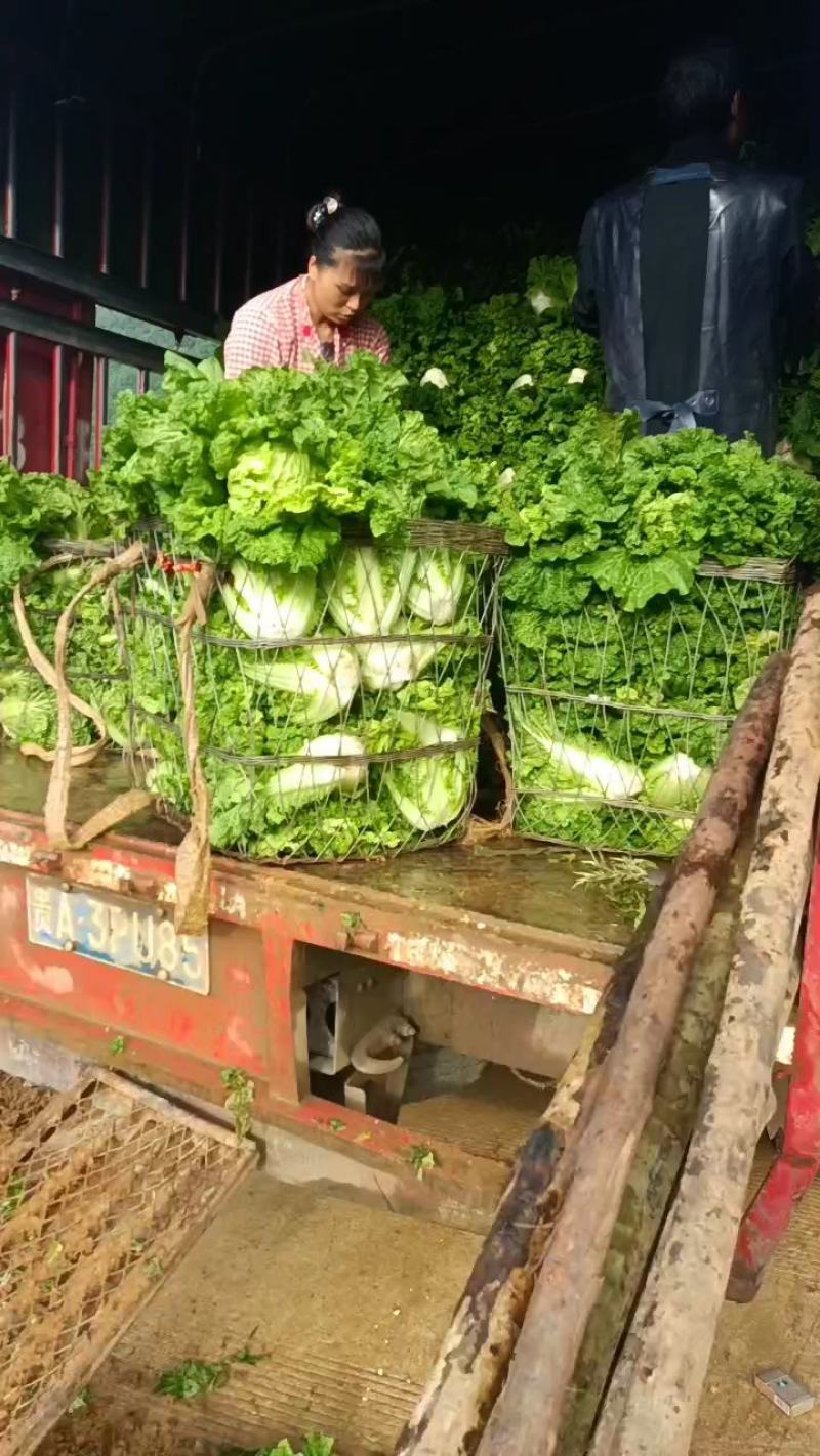 麻叶菜，帝王菜