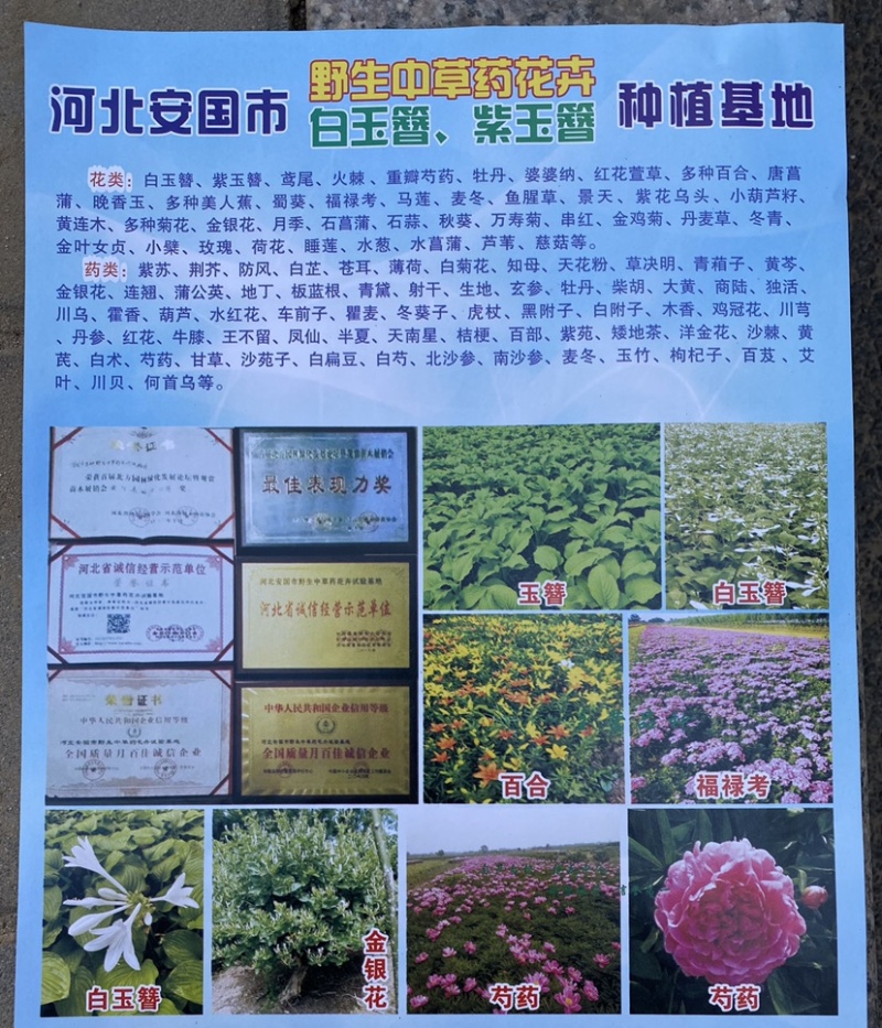 河北多种百合，种类齐全，货源产地直发，量大质优，