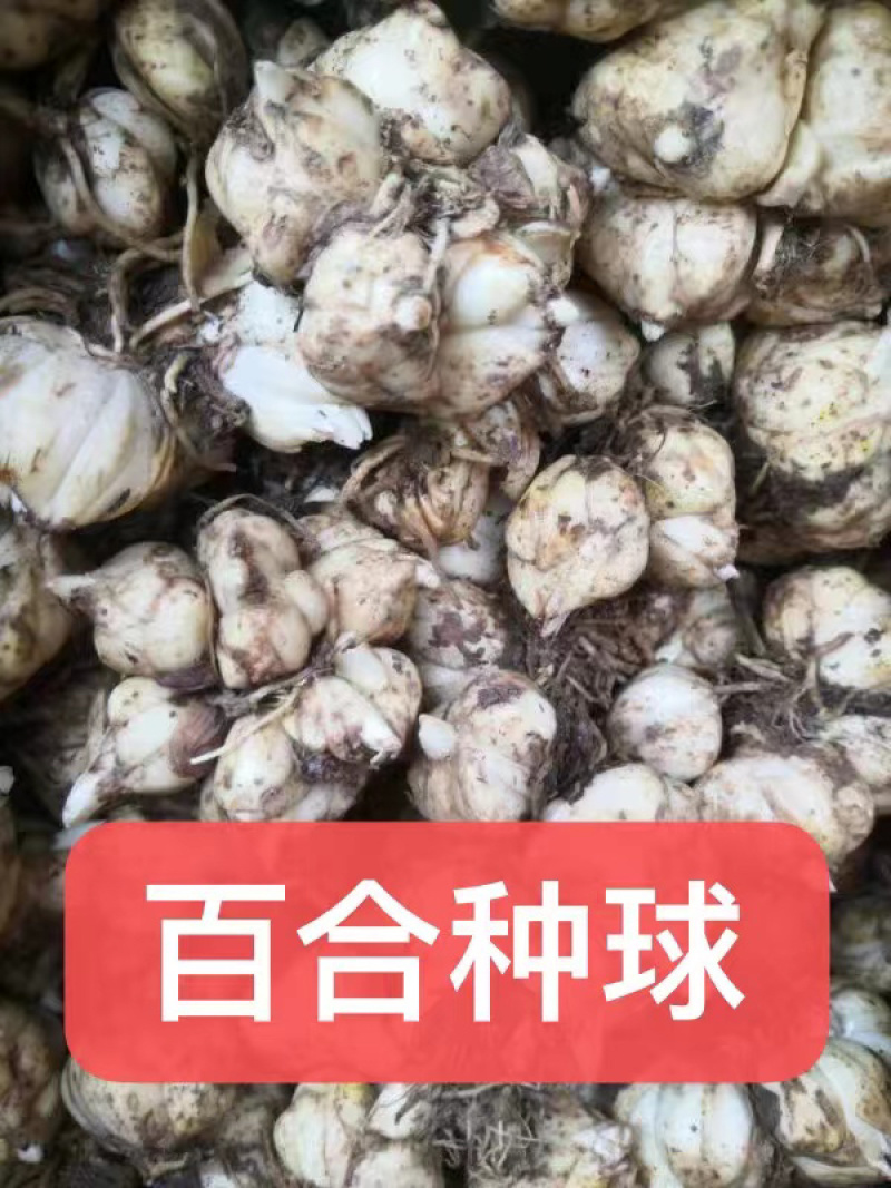 河北多种百合，种类齐全，货源产地直发，量大质优，