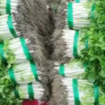 实心白芹