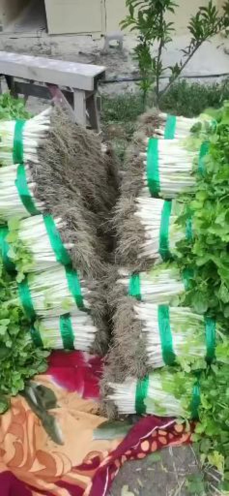 实心白芹