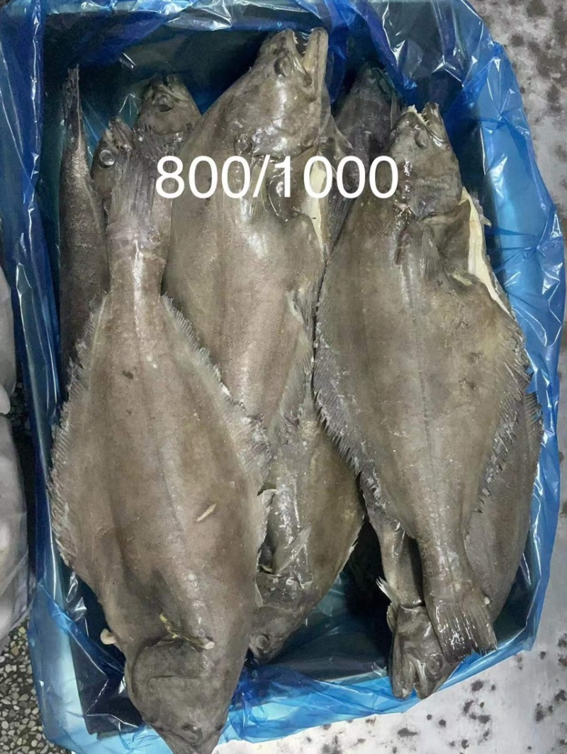 格陵兰鲽鱼，鸦片鱼