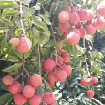大个头精品桂味