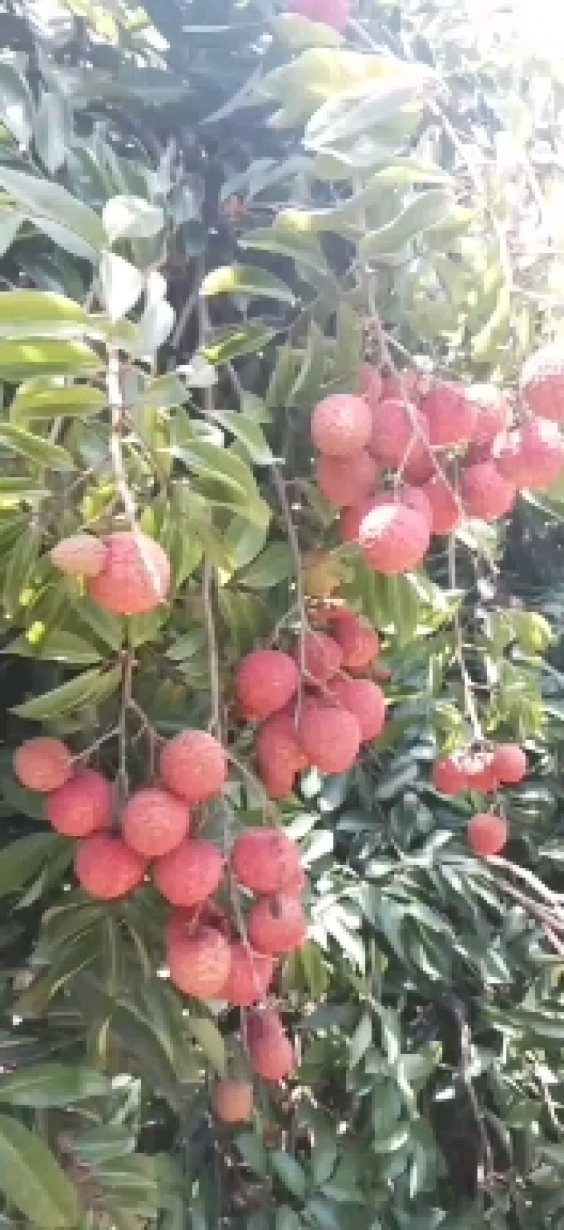 大个头精品桂味