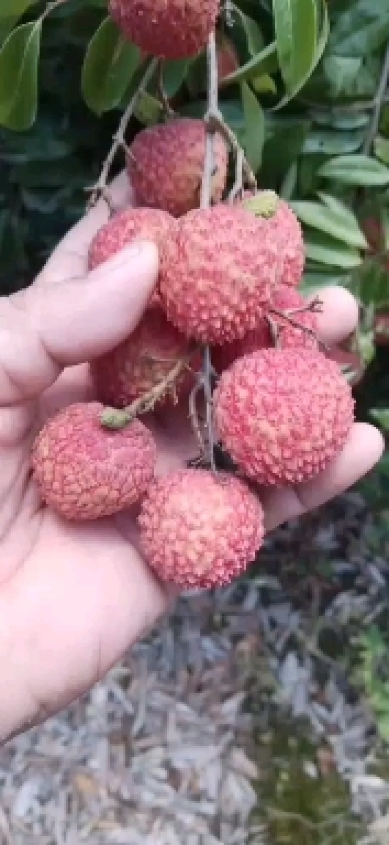 大个头精品桂味