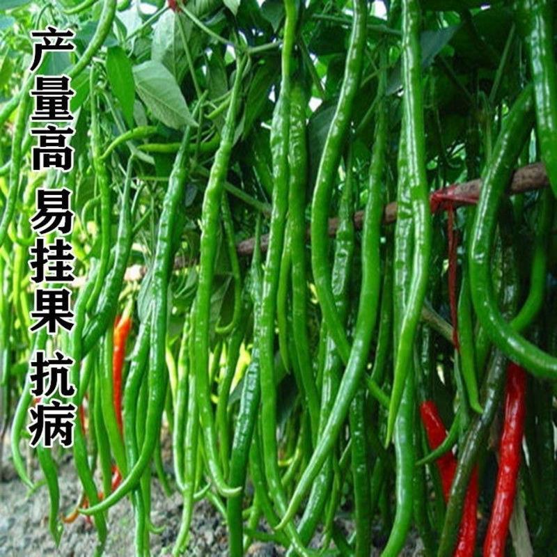 万斤亩线椒种子超辣高产辣椒四季种籽盆栽南方种苗蔬菜种孑