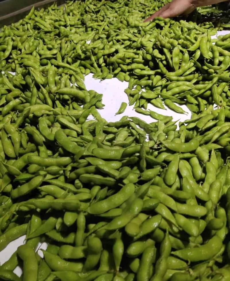 精品毛豆徐州沛县毛豆翠绿宝绿宝石基地直供