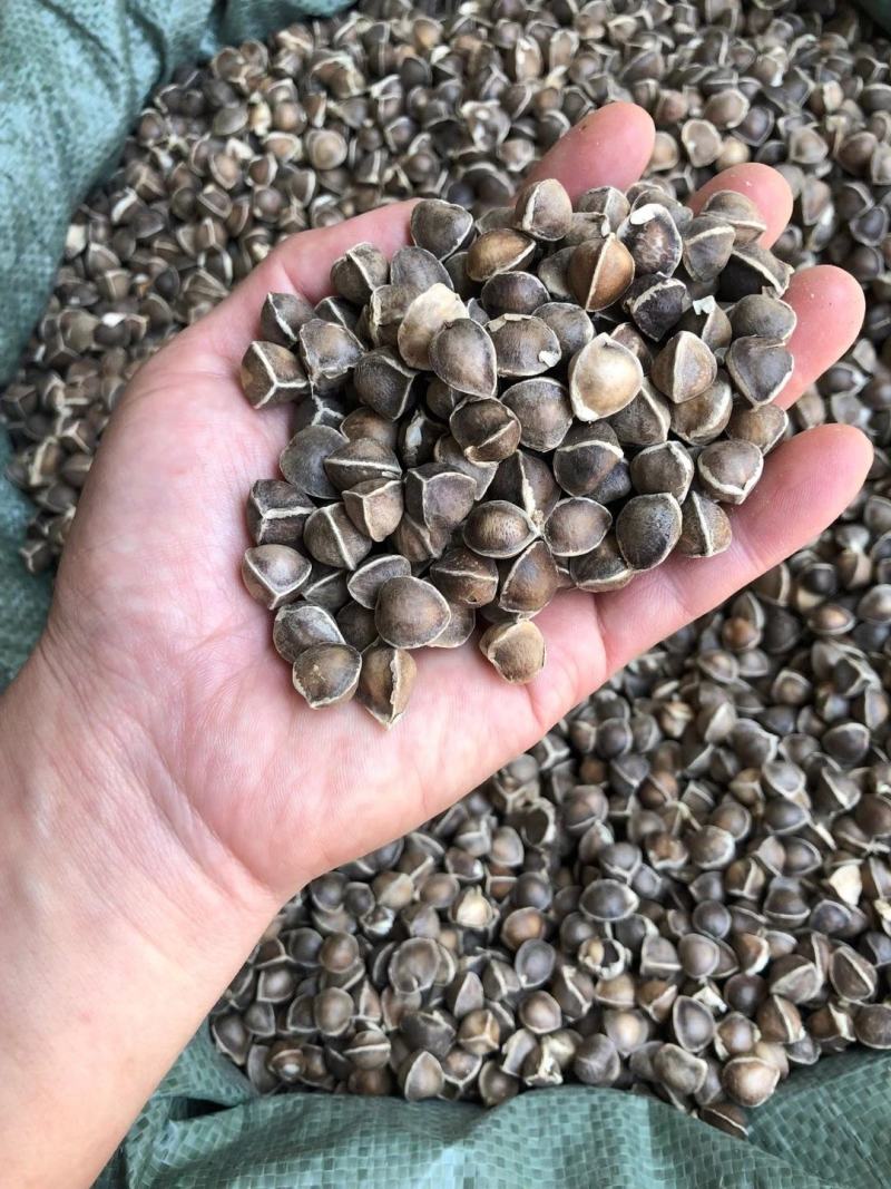 辣木籽大颗粒辣木籽去皮直接吃规格齐全地道中药材
