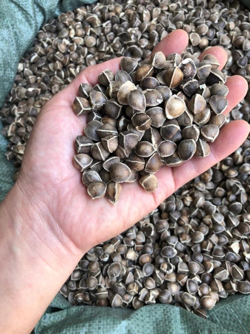 辣木籽大颗粒辣木籽去皮直接吃规格齐全地道中药材