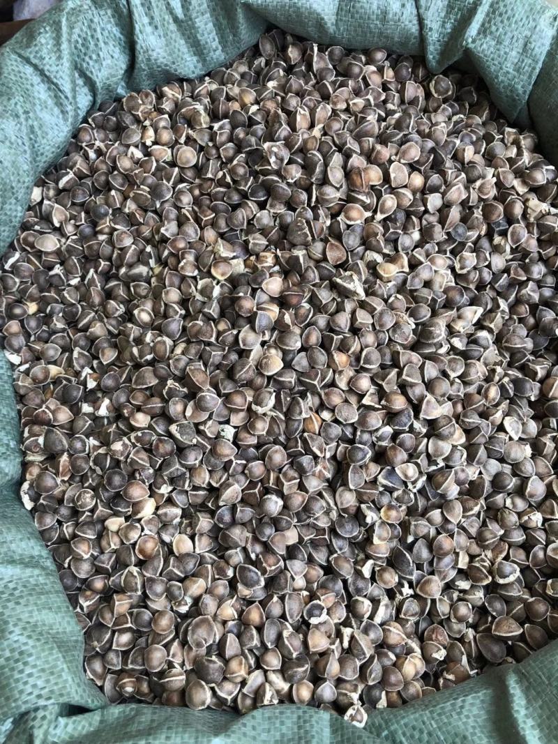 辣木籽大颗粒辣木籽去皮直接吃规格齐全地道中药材