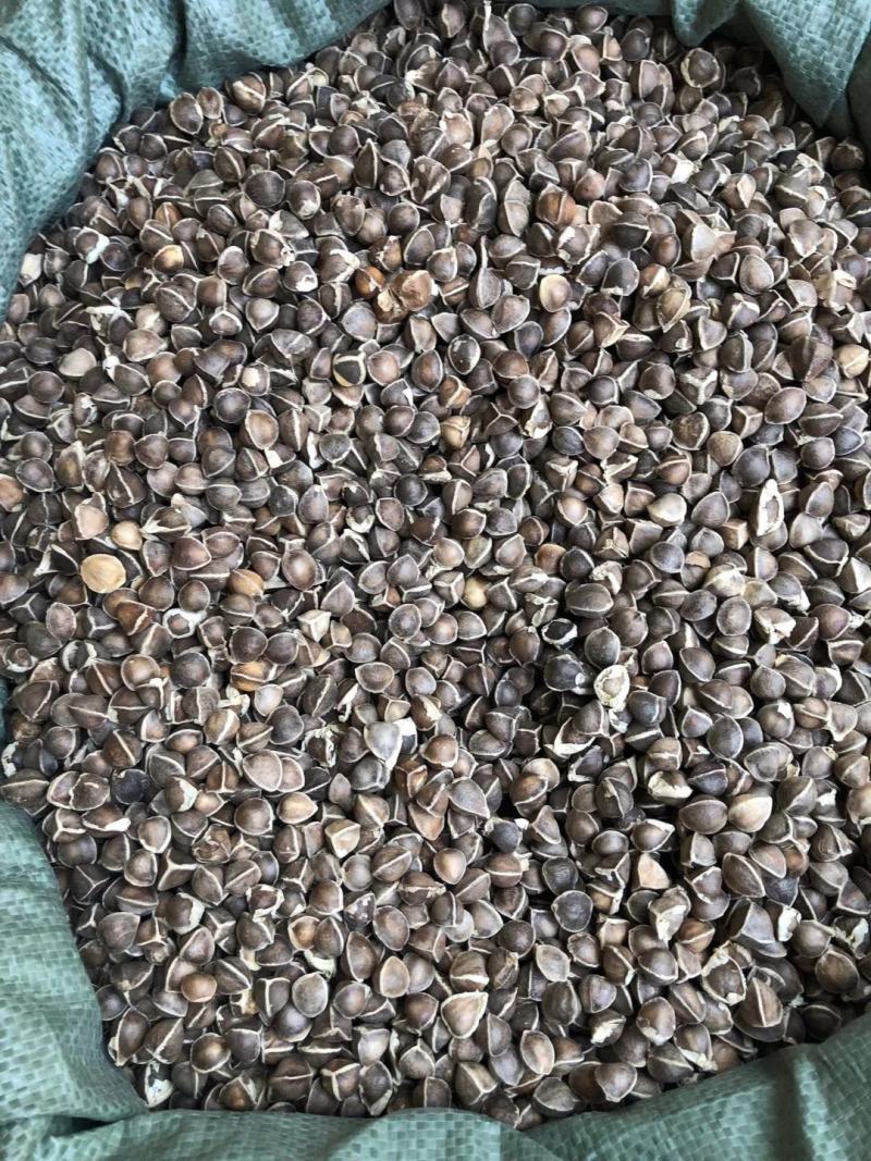 辣木籽大颗粒辣木籽去皮直接吃规格齐全地道中药材