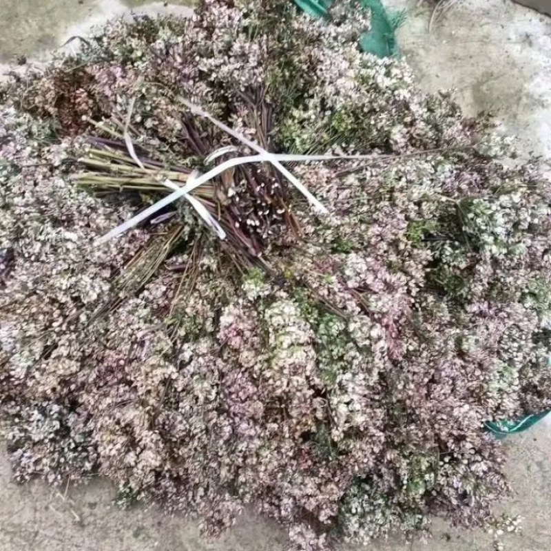 岷当归种子，三年生当归籽，一手货源