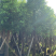 大量市政香樟多种规格12-15-16-17-18-20