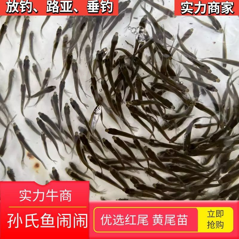🔥🐟红尾鱼苗、黄尾鱼苗、自产、自育、放钓、路亚、一手货源