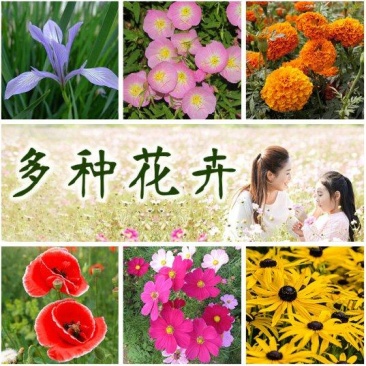 花种子四季易活组合套餐阳台盆栽多种花籽多年生室内外花籽