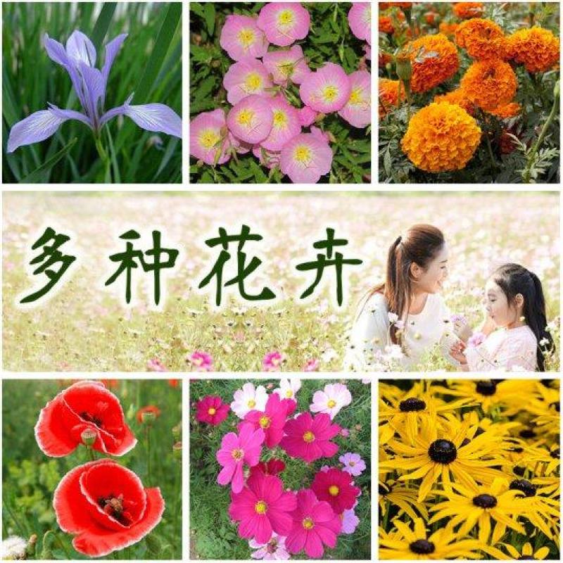 花种子四季易活组合套餐阳台盆栽多种花籽多年生室内外花籽