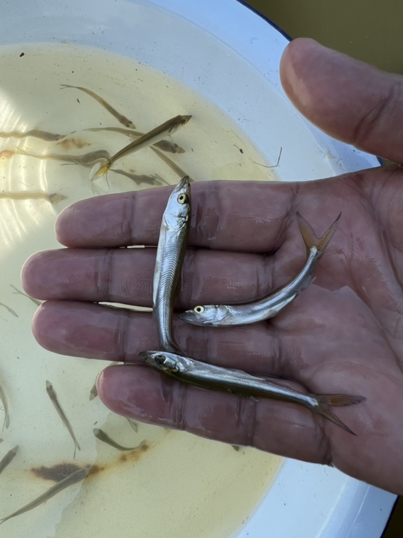 🔥🐟红尾鱼苗、黄尾鱼苗、自产、自育、放钓、路亚、一手货源