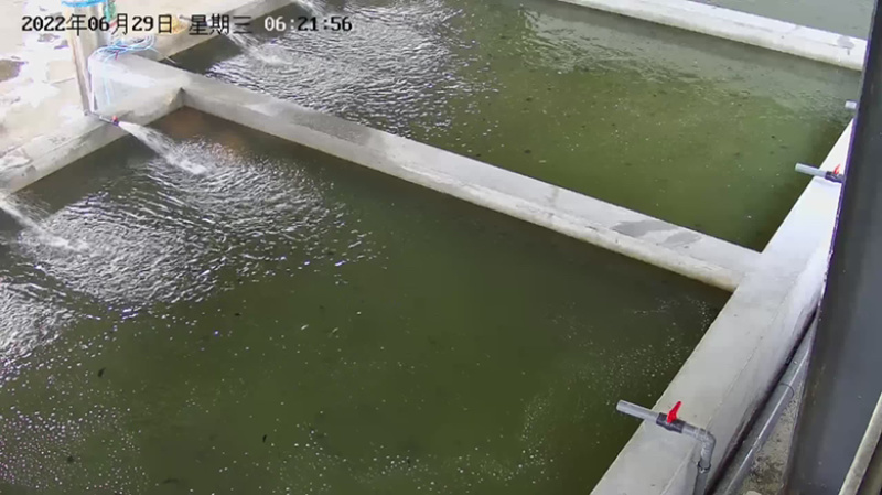 🔥🐟红尾鱼苗、黄尾鱼苗、自产、自育、放钓、路亚、一手货源
