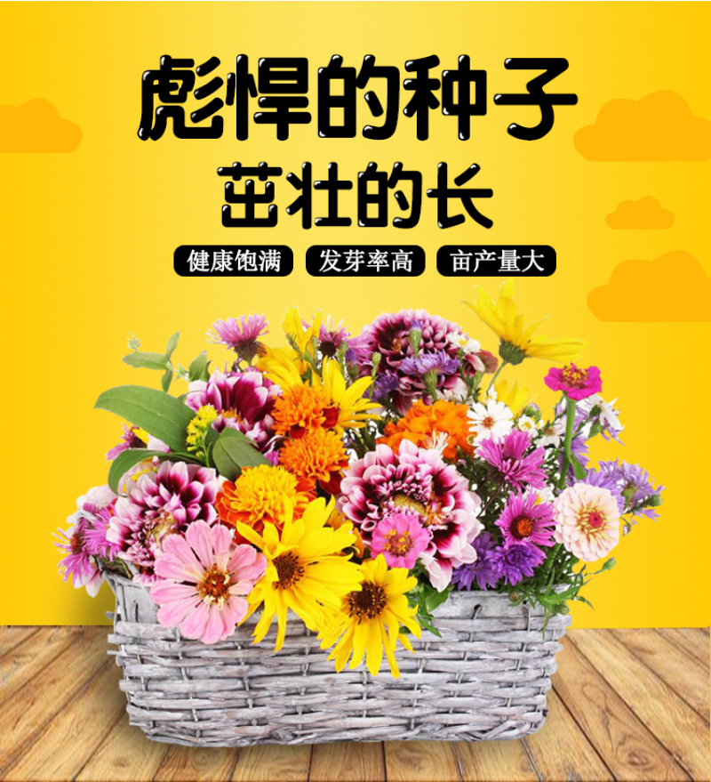 花种子四季易活组合套餐阳台盆栽多种花籽多年生室内外花籽