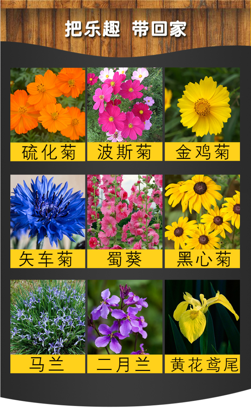 花种子四季易活组合套餐阳台盆栽多种花籽多年生室内外花籽