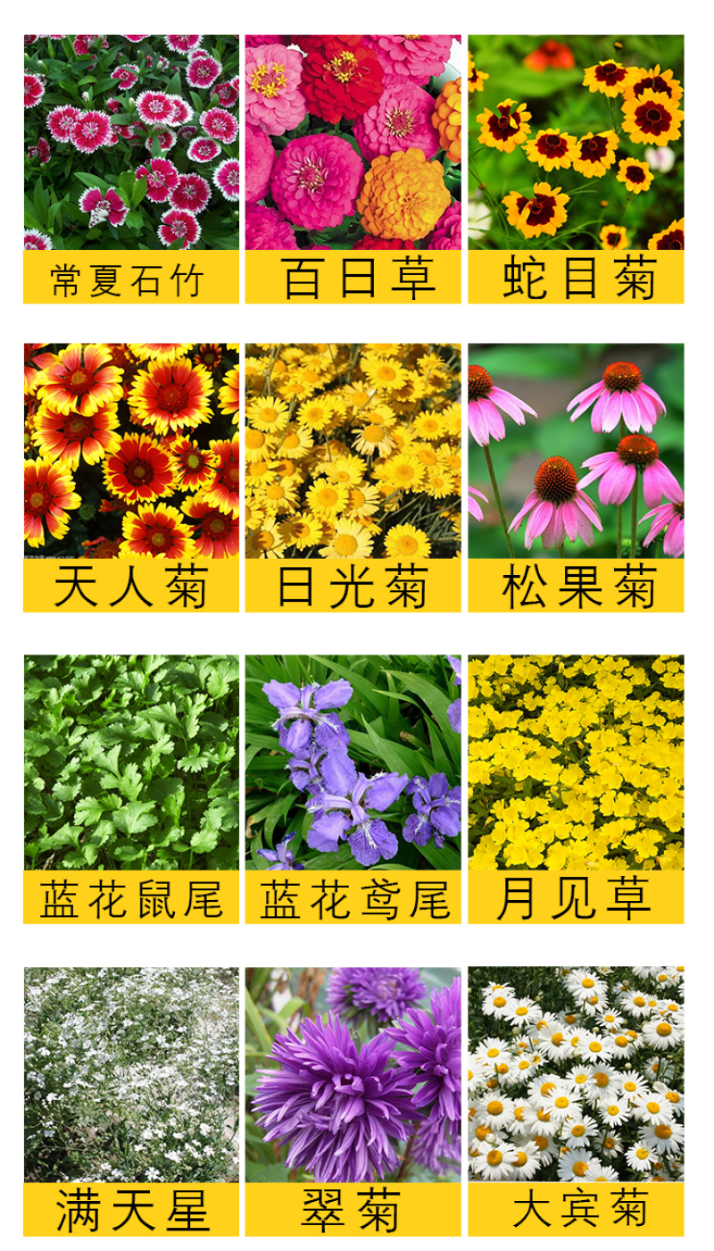 花种子四季易活组合套餐阳台盆栽多种花籽多年生室内外花籽