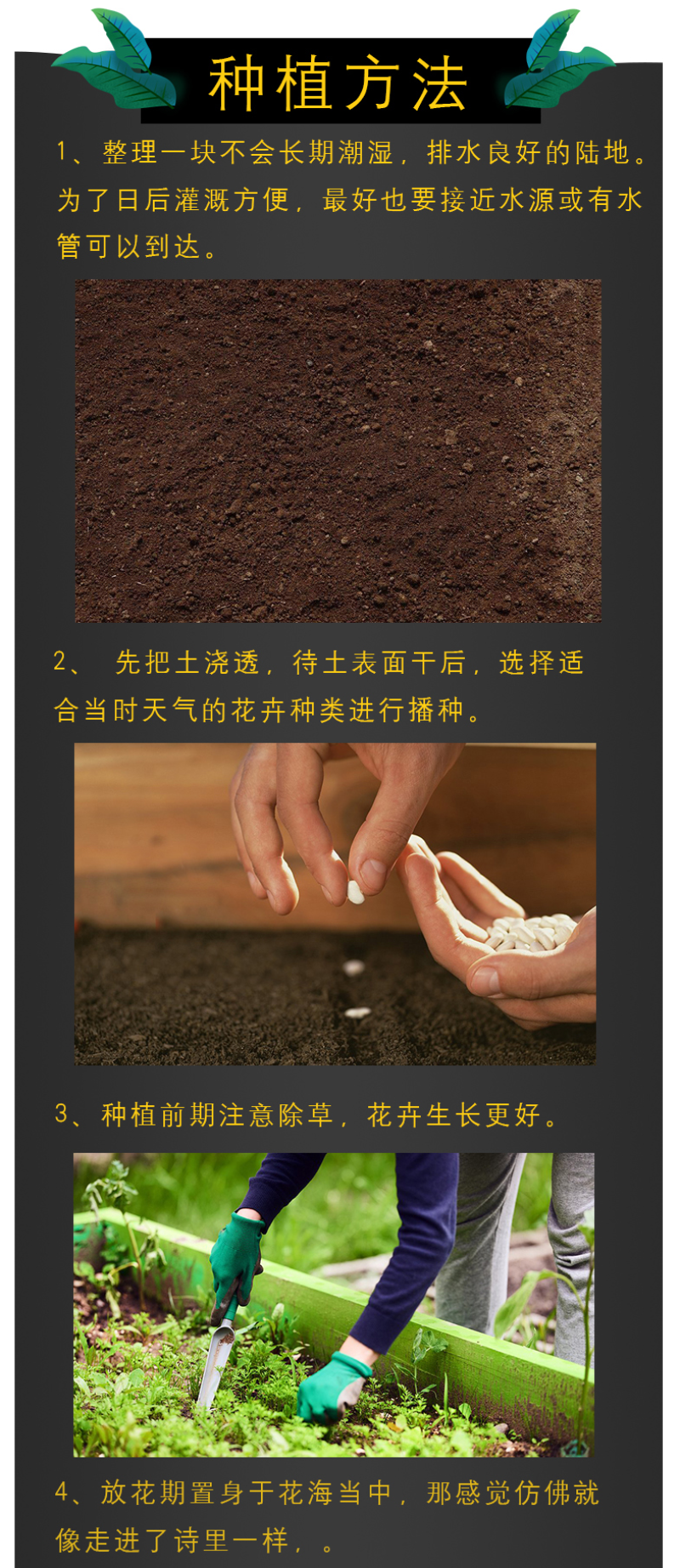 花种子四季易活组合套餐阳台盆栽多种花籽多年生室内外花籽