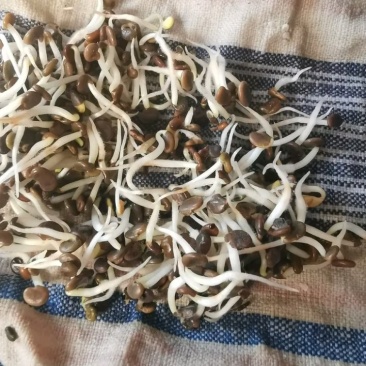黄芪种子