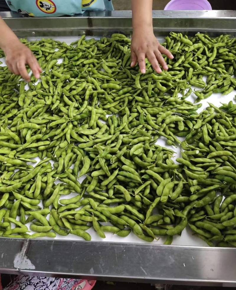 优质毛豆全国发货基地直供诚信经营货源充足