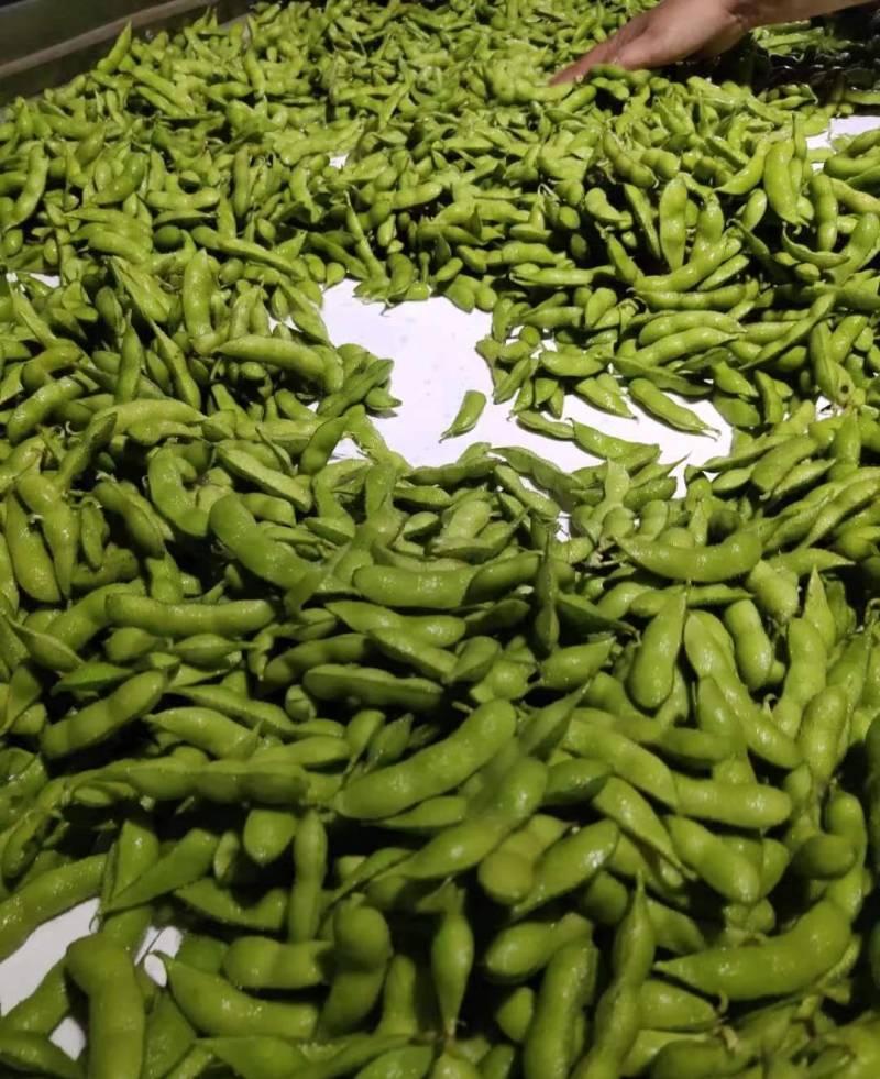 优质毛豆全国发货基地直供诚信经营货源充足