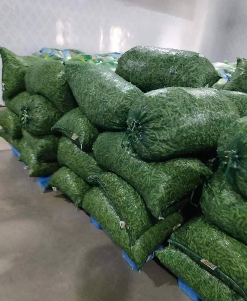 优质毛豆全国发货基地直供诚信经营货源充足