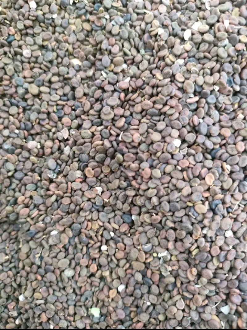 黄芪种子