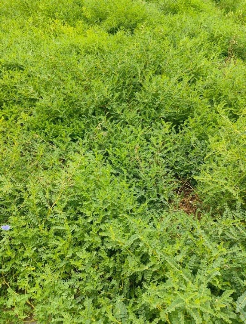 黄芪种子